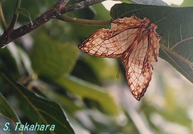 Butterflies(S.Takahara)