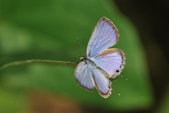 Butterflies(S.Takahara)